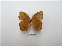 藏品(褐翅蔭眼蝶)的圖片